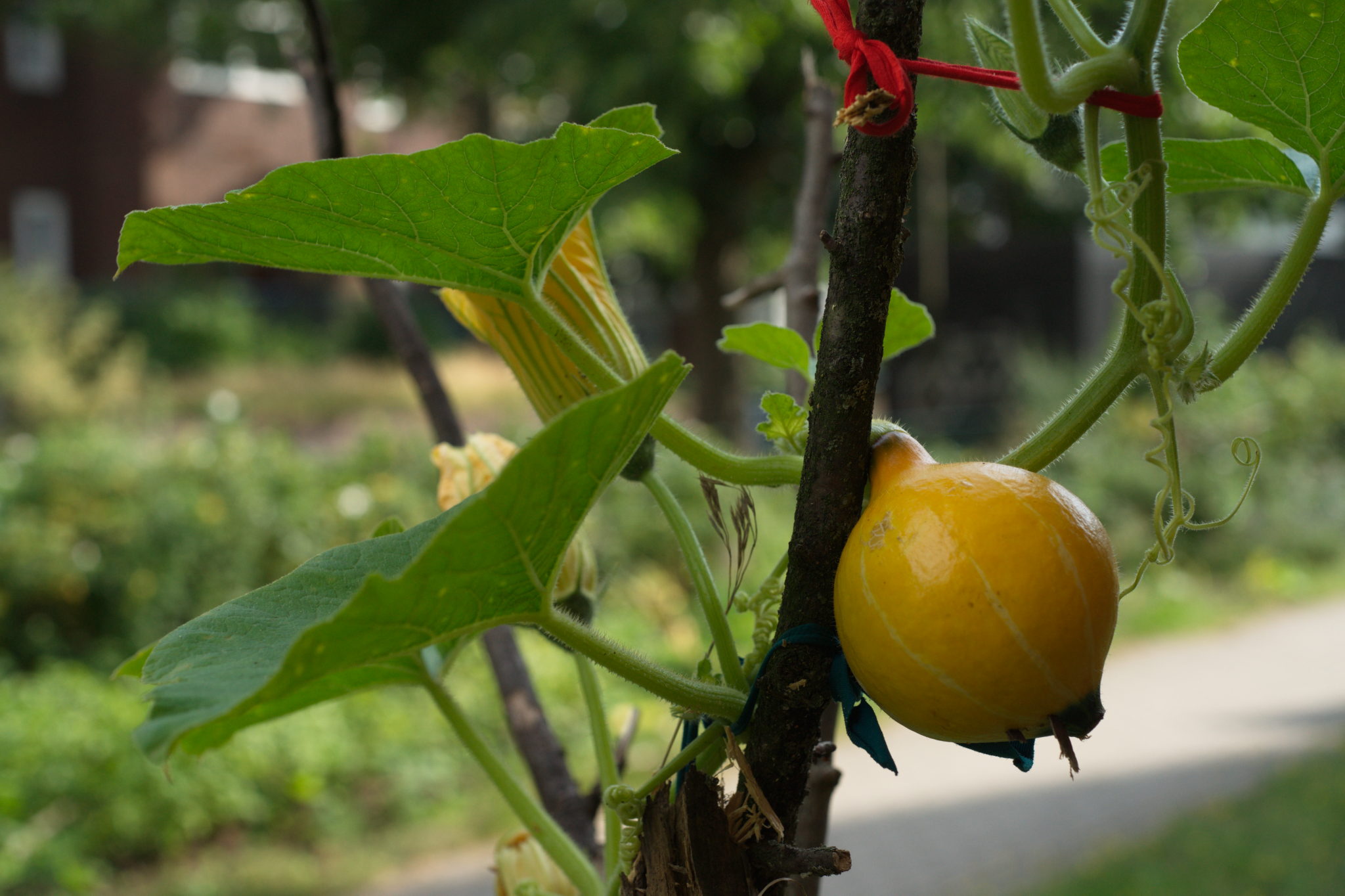 20210721  Gruen(t)raumHeimfeld 023